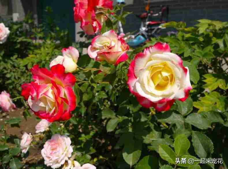 最好的月季品种排名 香味浓郁的10款月季花