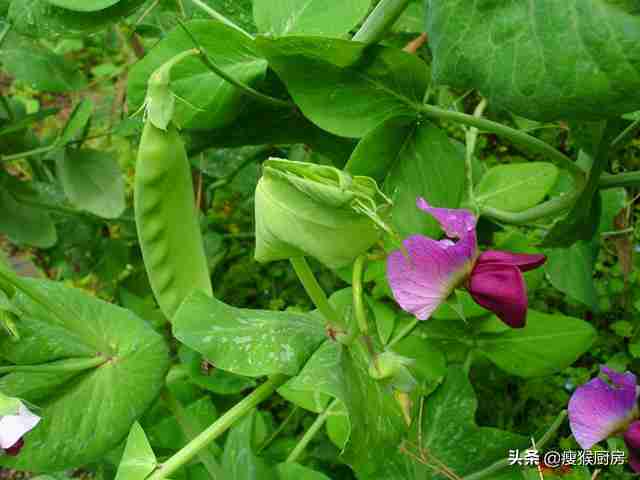 菜豌豆的营养价值及功效(菜豌豆和荷兰豆的区别)