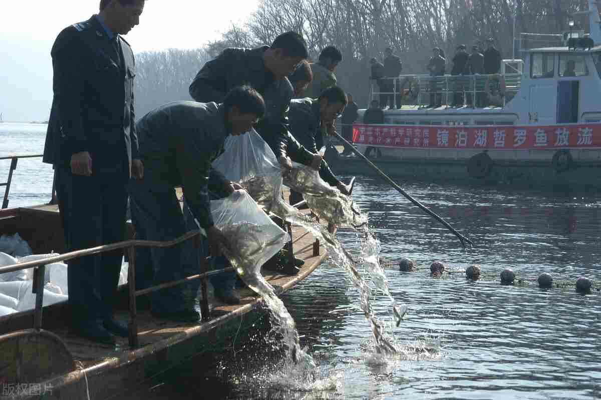 喀纳斯湖水怪真相大白(长15米重32吨的新型物种)