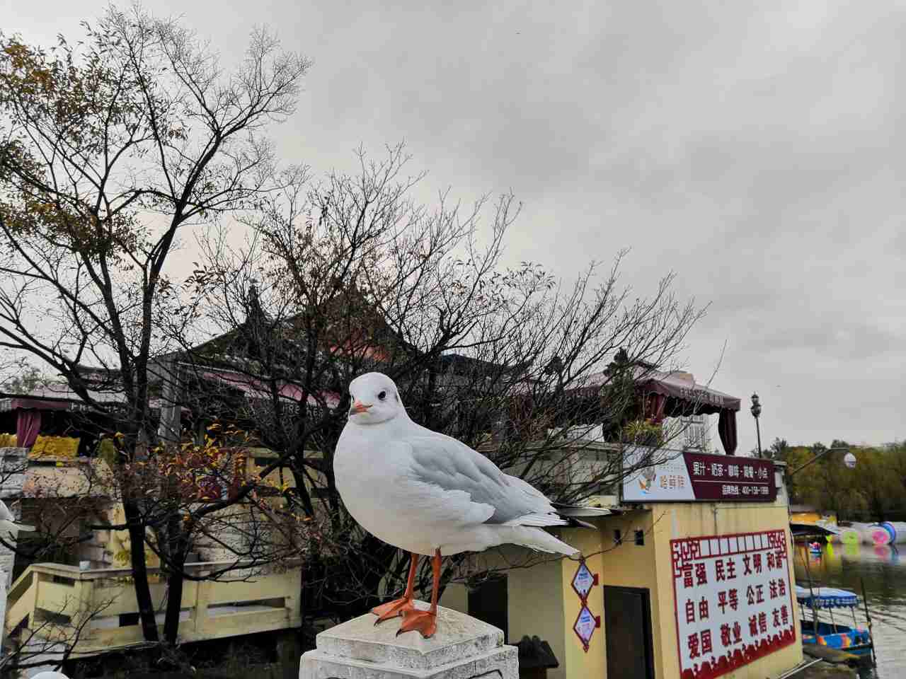 休假式疗养(薄12年昆明喂鸽子)