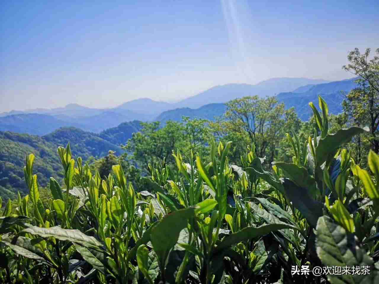 太平猴魁属于什么茶类 太平猴魁介绍