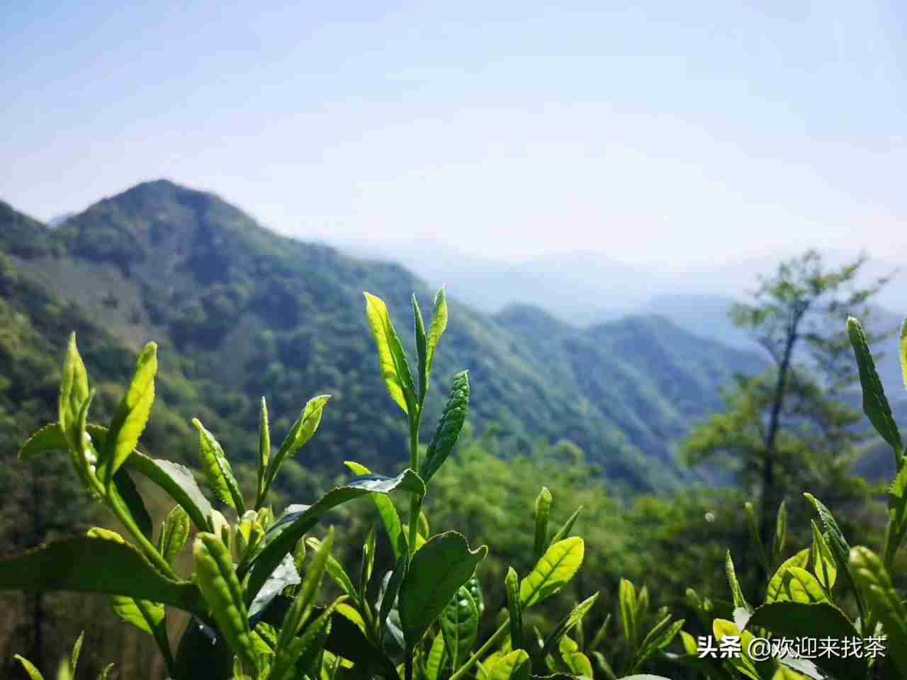 太平猴魁属于什么茶类 太平猴魁介绍