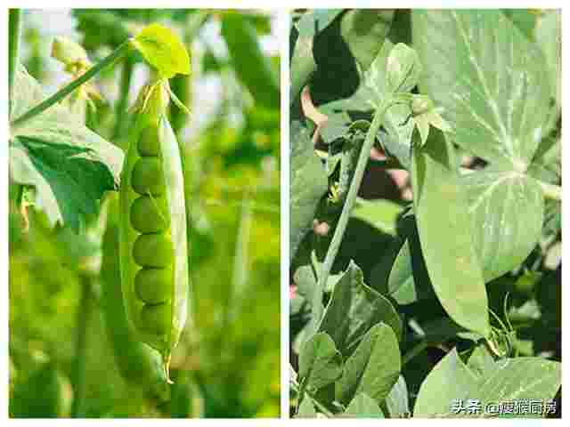 菜豌豆的营养价值及功效(菜豌豆和荷兰豆的区别)