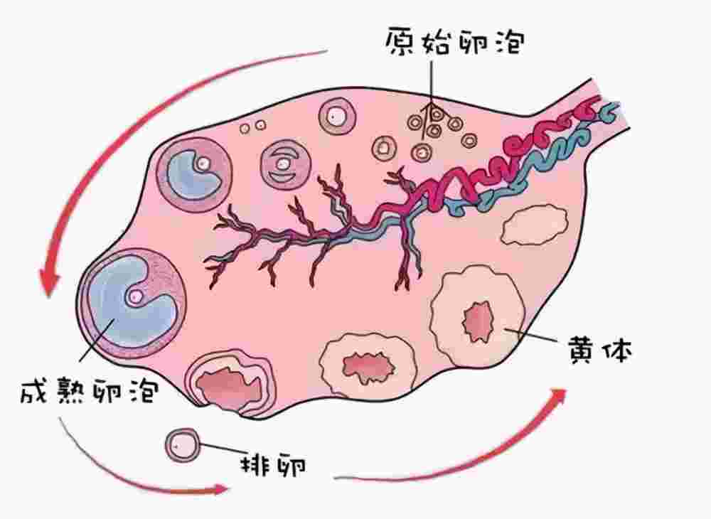 打完破卵针多久卵泡会破(卵泡不破打完针什么时候能破)