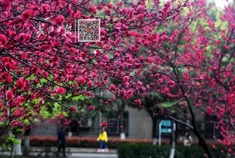 武汉大学历任校花(武汉大学十大校花排行)