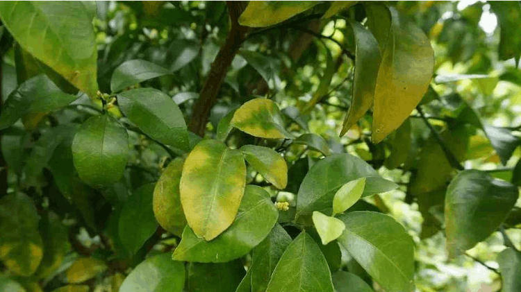 钾肥的作用(种植农作物离不了钾肥，钾肥有什么作用？过量施用钾肥有什么危害)