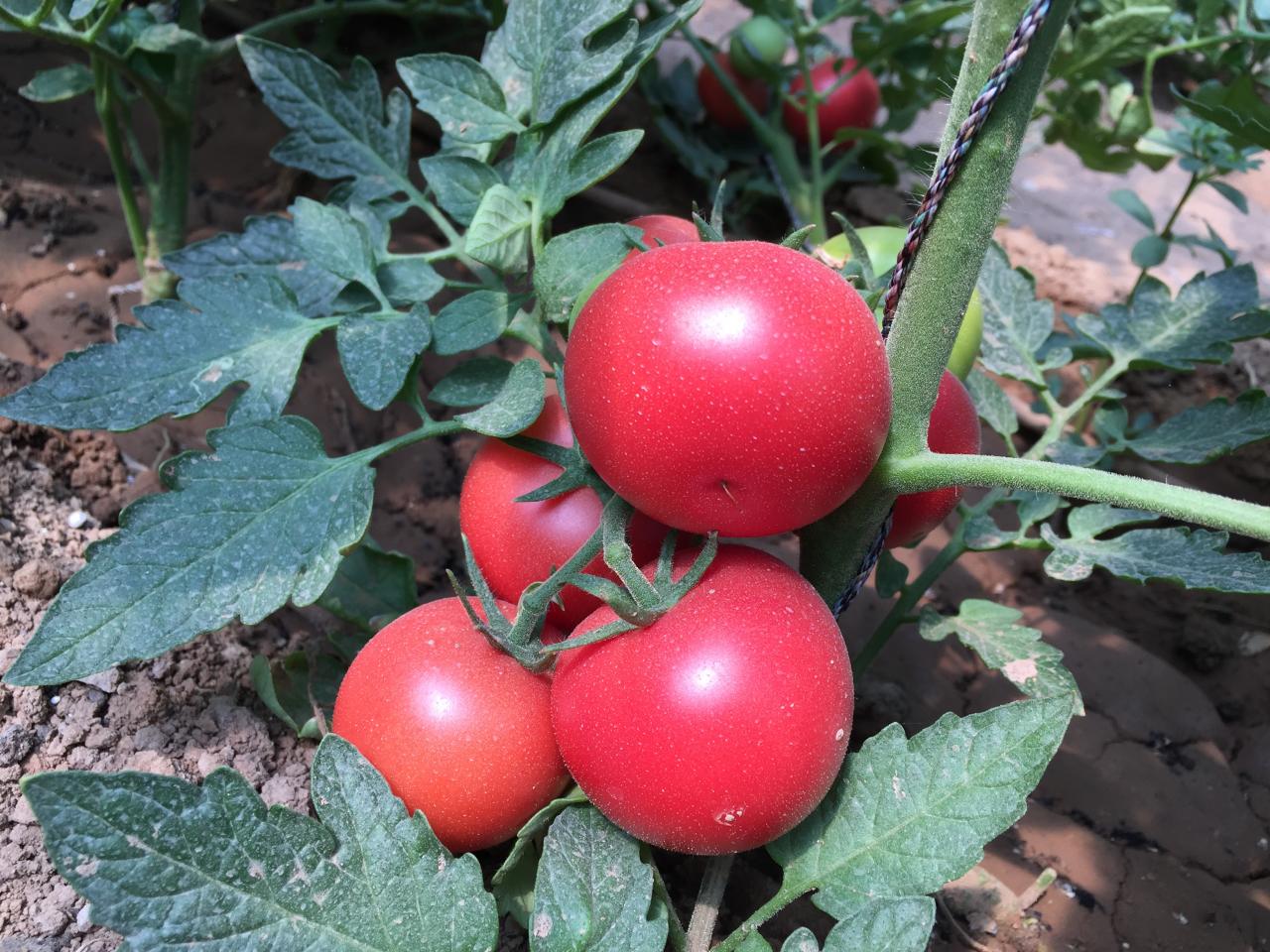 蔬菜种植方法(如何种植蔬菜)