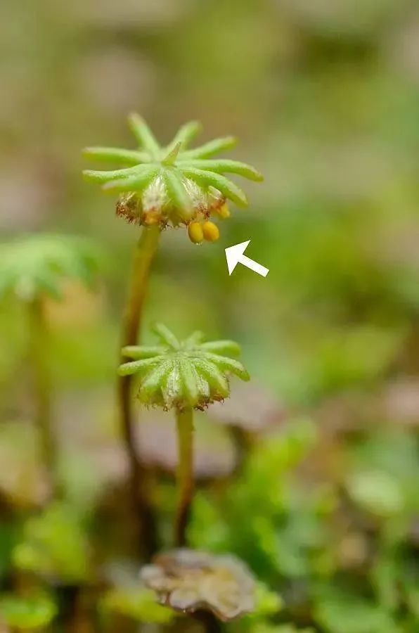 青苔属于草本植物吗，青苔属于什么蓝藻吗