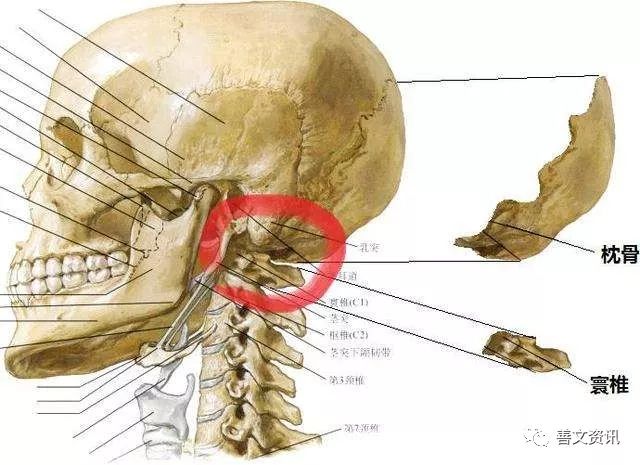 脑后有反骨真的聪明吗?有反骨的人天赋聪明，内心很坚强