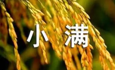 小满节气养生禁忌(小满节气养生饮食有哪些注意事项)