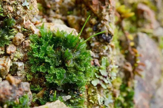 青苔属于草本植物吗，青苔属于什么蓝藻吗