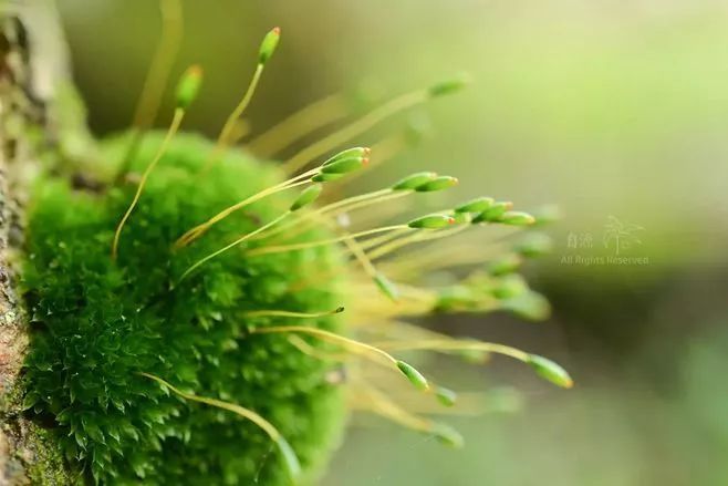 青苔属于草本植物吗，青苔属于什么蓝藻吗