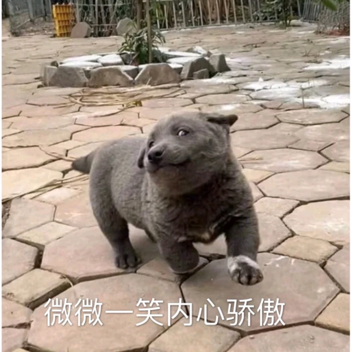 英短蓝狗是什么狗