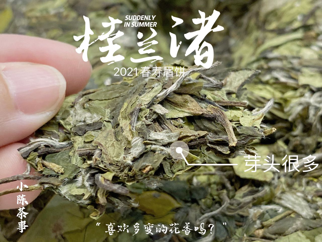 白茶怎样区分好坏(怎样鉴别白茶饼的优劣)