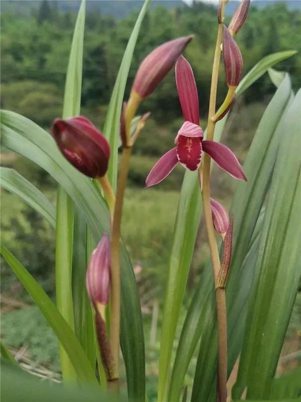 如何养好紫香兰花(紫香兰花的养殖方法)