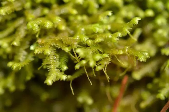 青苔属于草本植物吗，青苔属于什么蓝藻吗