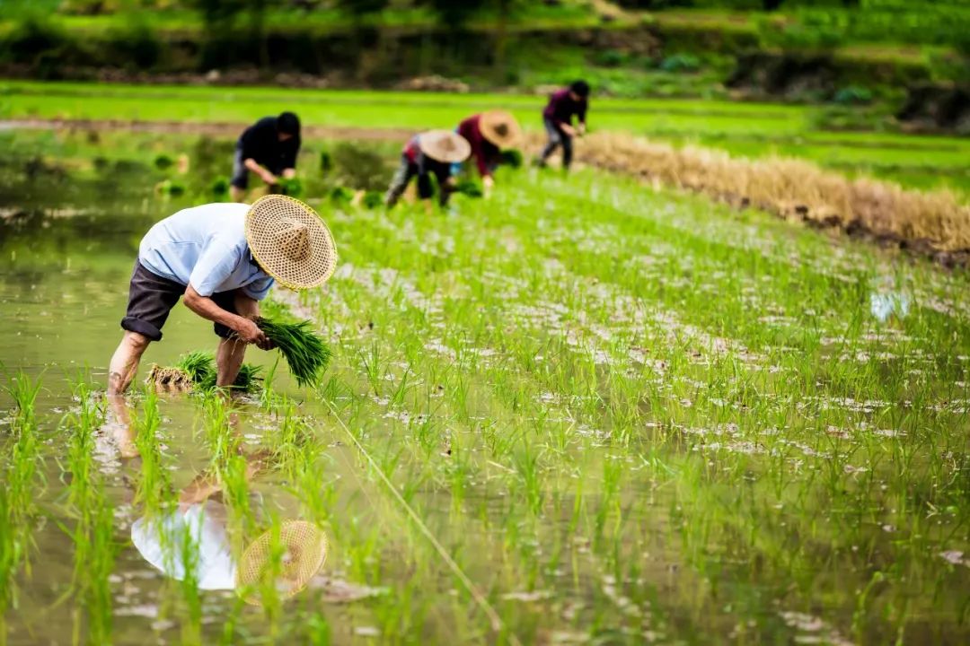 谷雨节气的经典古诗(谷雨节气诗)