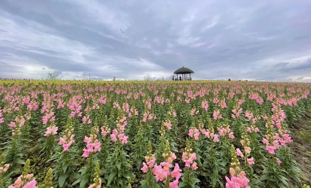 径山花海（杭州周边自驾游哪些地方推荐）