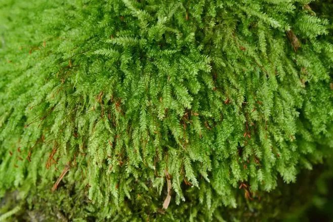 青苔属于草本植物吗，青苔属于什么蓝藻吗