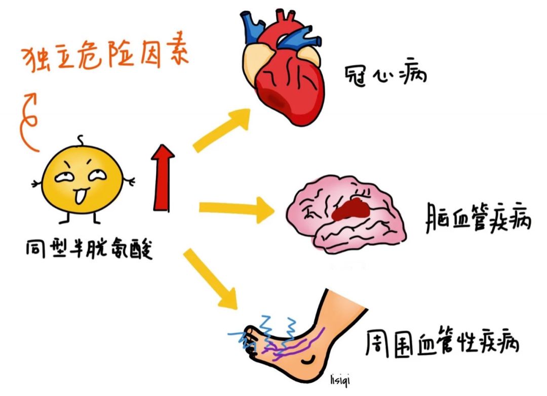 高同型半胱氨酸会增加心脑血管疾病的风险，被称为第四高