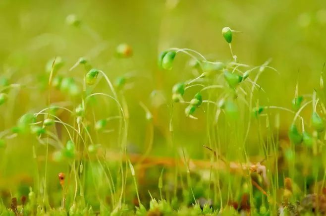 青苔属于草本植物吗，青苔属于什么蓝藻吗