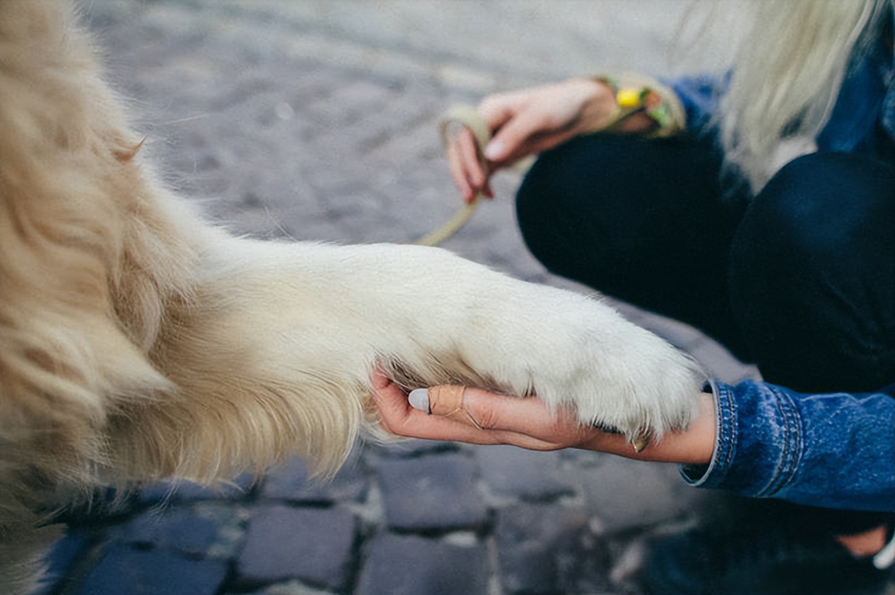 金毛犬用爪子“扒拉”主人中药材猫爪子(部编版二年级上册语文生字组词带拼音)