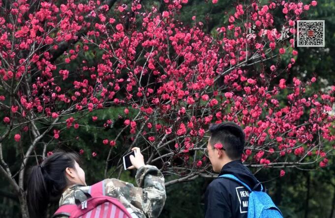 武汉大学历任校花(武汉大学十大校花排行)