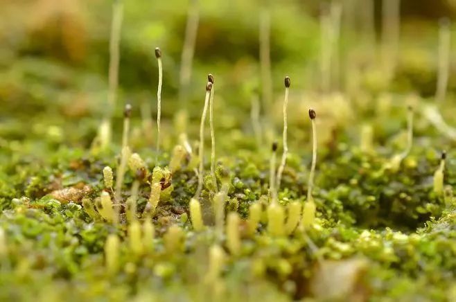 青苔属于草本植物吗，青苔属于什么蓝藻吗