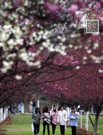 武汉大学历任校花(武汉大学十大校花排行)