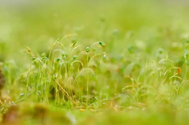 青苔属于草本植物吗，青苔属于什么蓝藻吗