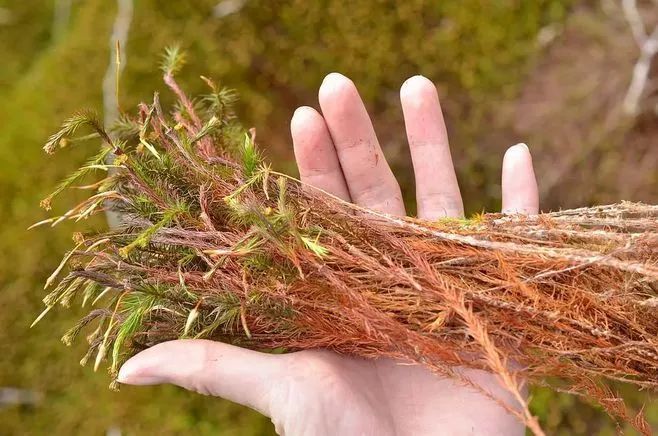 青苔属于草本植物吗，青苔属于什么蓝藻吗