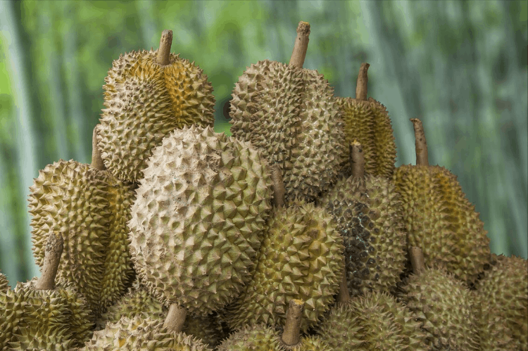 榴莲怎么挑(教你6招，挑出来的榴莲皮又薄又甜)