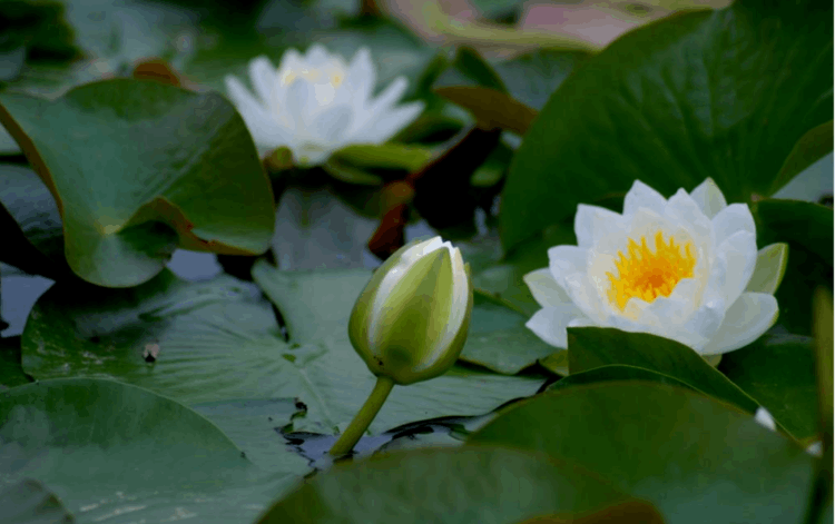 赞美荷花最出名的诗句(赞美荷花的诗句)