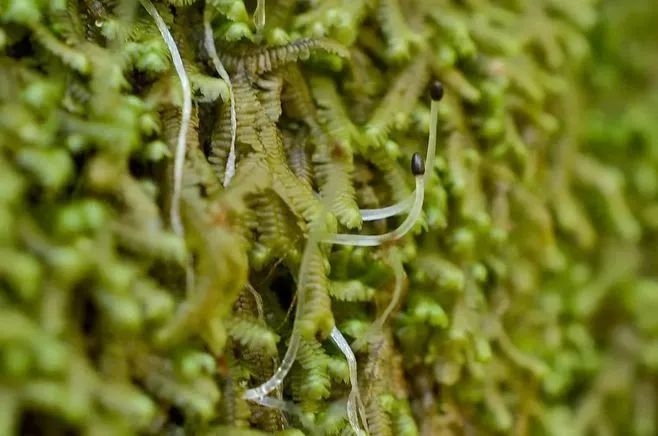 青苔属于草本植物吗，青苔属于什么蓝藻吗