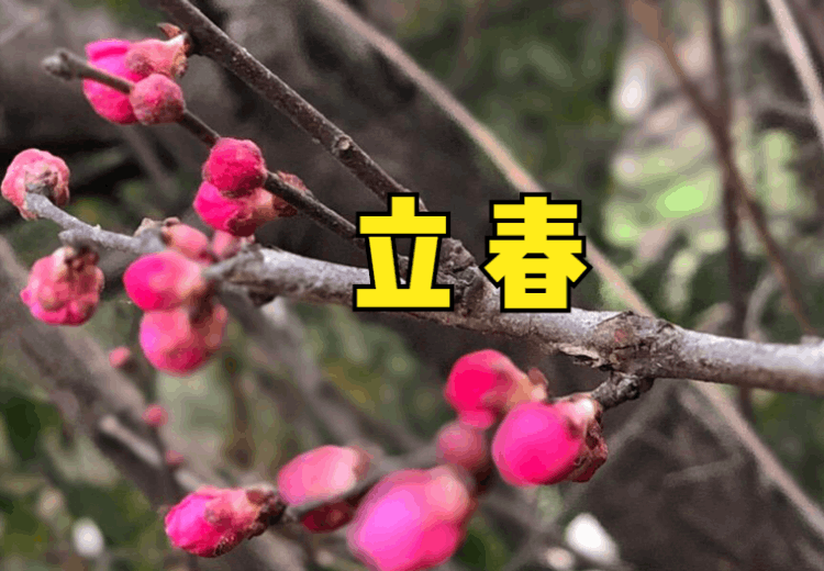 今年什么时候立春(“春打六九头吃穿都不愁”，2022年立春在五九尾还是六九头)