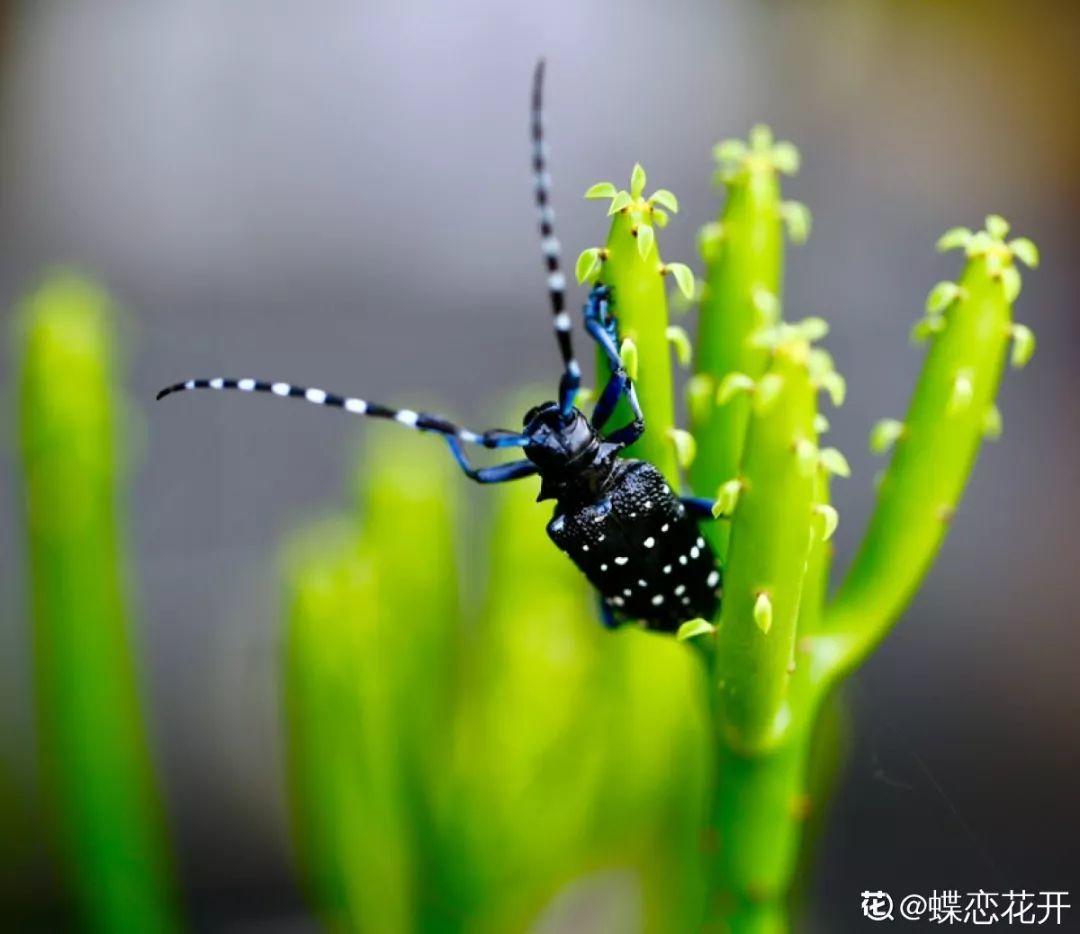 蜂鸟鹰蛾如何养才长得好