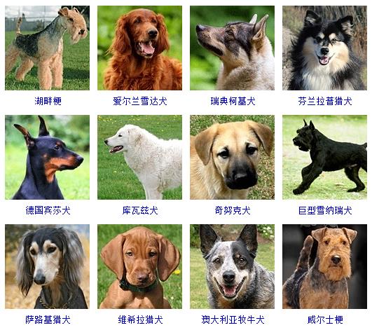 狗狗品种大全及图片(狗狗品种大全及图片 幼犬)