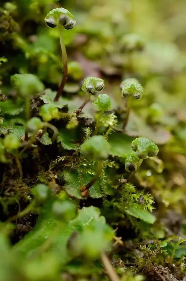 青苔属于草本植物吗，青苔属于什么蓝藻吗