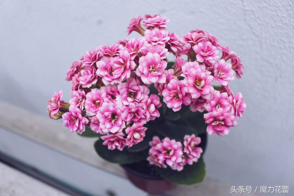 长寿花为什么致癌 (长寿花对人的危害)