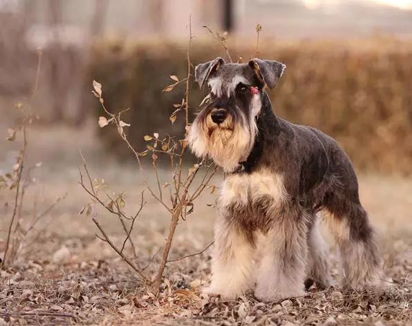 狗狗品种大全及图片(45种名犬，您都认识吗?)