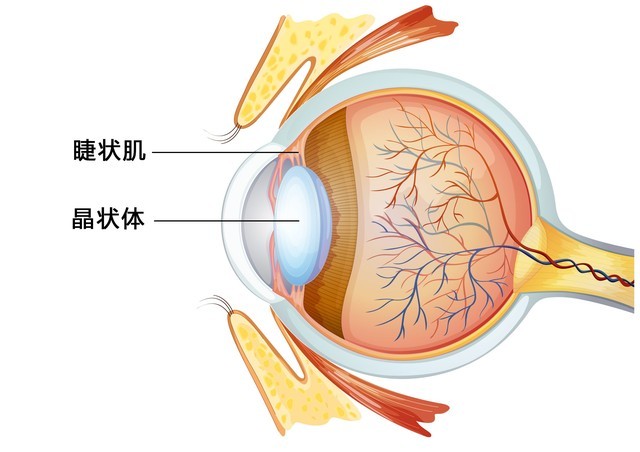 oled和lcd哪个伤眼睛(手机LCD和OLED屏幕哪个对眼睛伤害小？为什么)