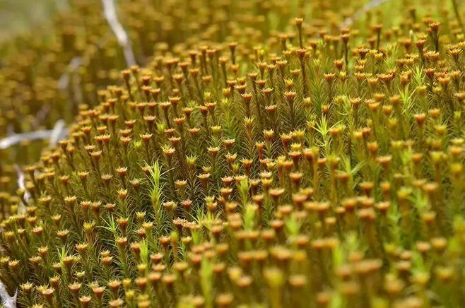 青苔属于草本植物吗，青苔属于什么蓝藻吗