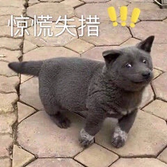 英短蓝狗是什么狗