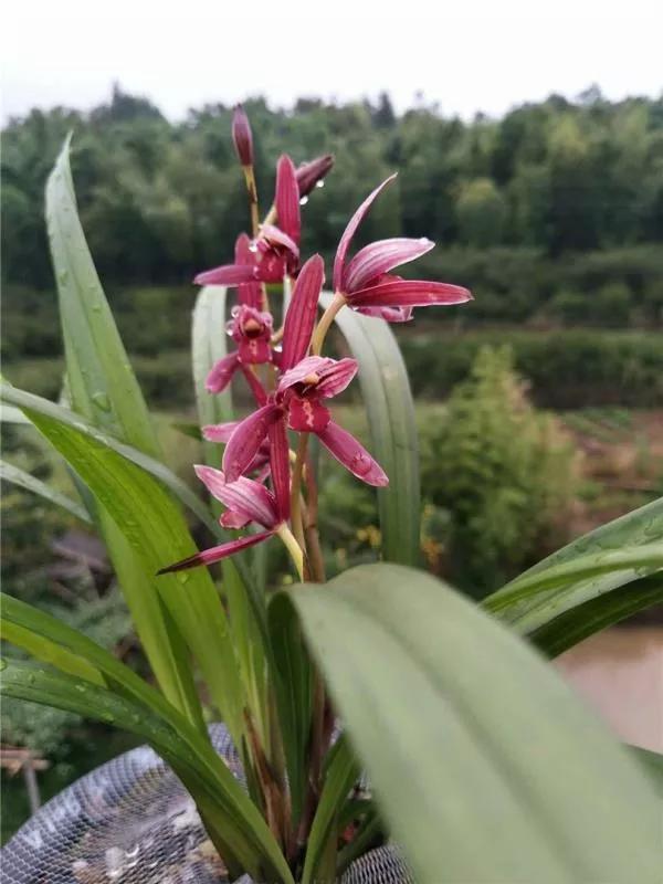 如何养好紫香兰花(紫香兰花的养殖方法)