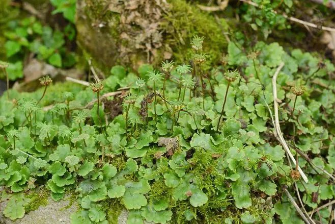 青苔属于草本植物吗，青苔属于什么蓝藻吗