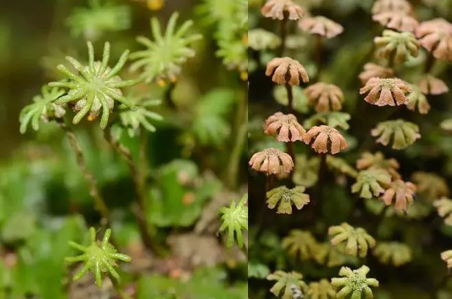 青苔属于草本植物吗，青苔属于什么蓝藻吗