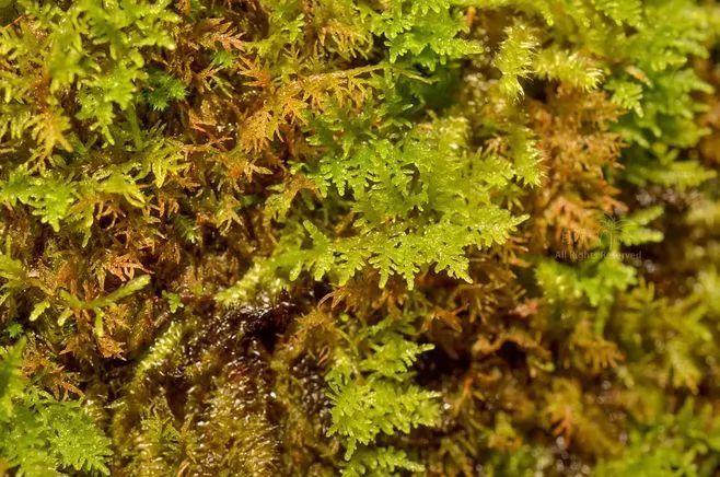 青苔属于草本植物吗，青苔属于什么蓝藻吗