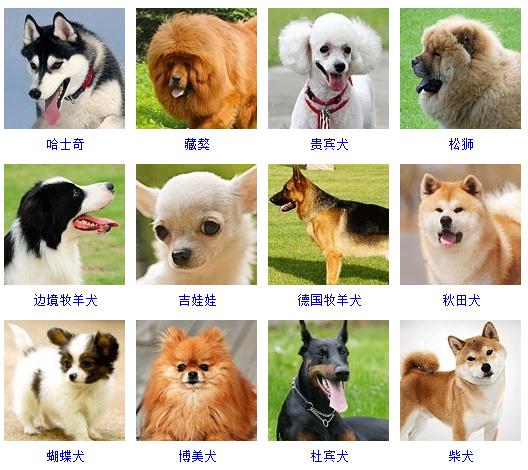 狗狗品种大全及图片(狗狗品种大全及图片 幼犬)