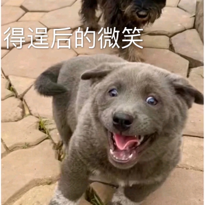 英短蓝狗是什么狗