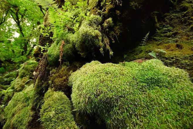 青苔属于草本植物吗，青苔属于什么蓝藻吗